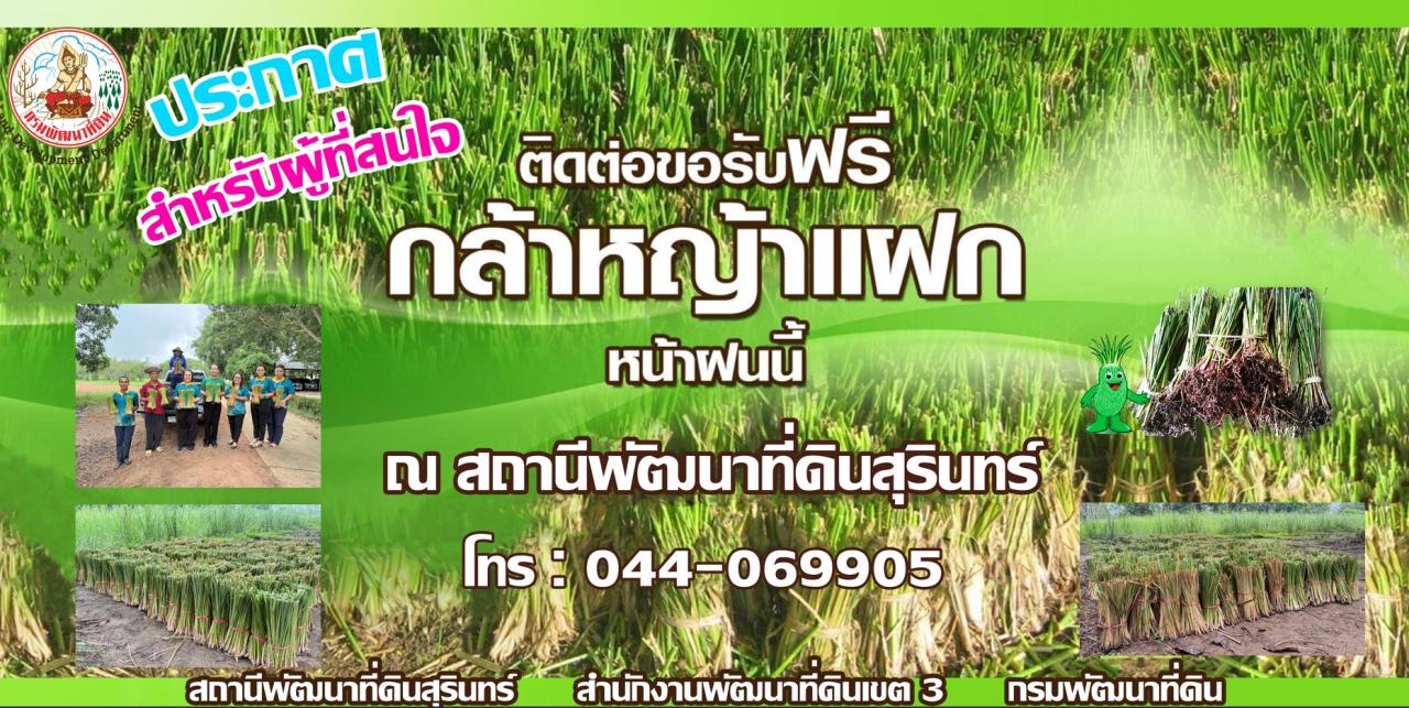 ภาพ สนใจกล้า #หญ้าแฝก 💥ฟรี💥