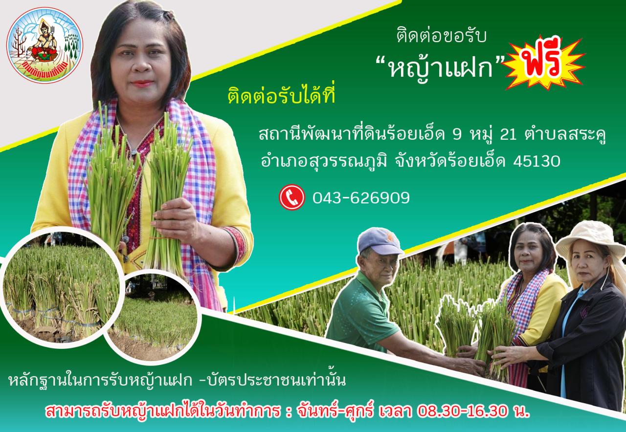 ภาพ พันธุ์กล้าหญ้าแฝก