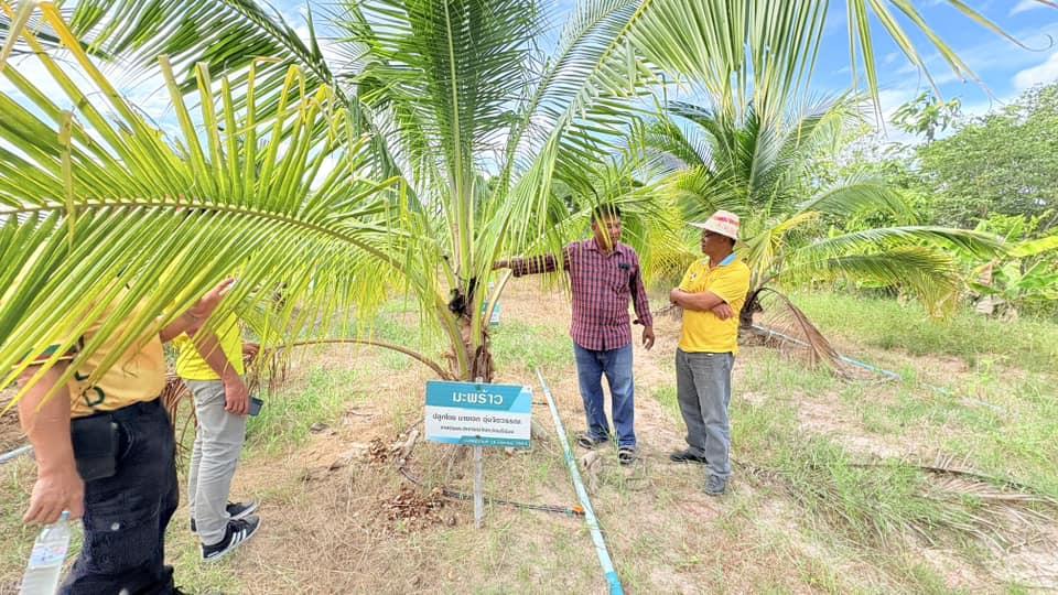 ภาพประกอบที่ 15