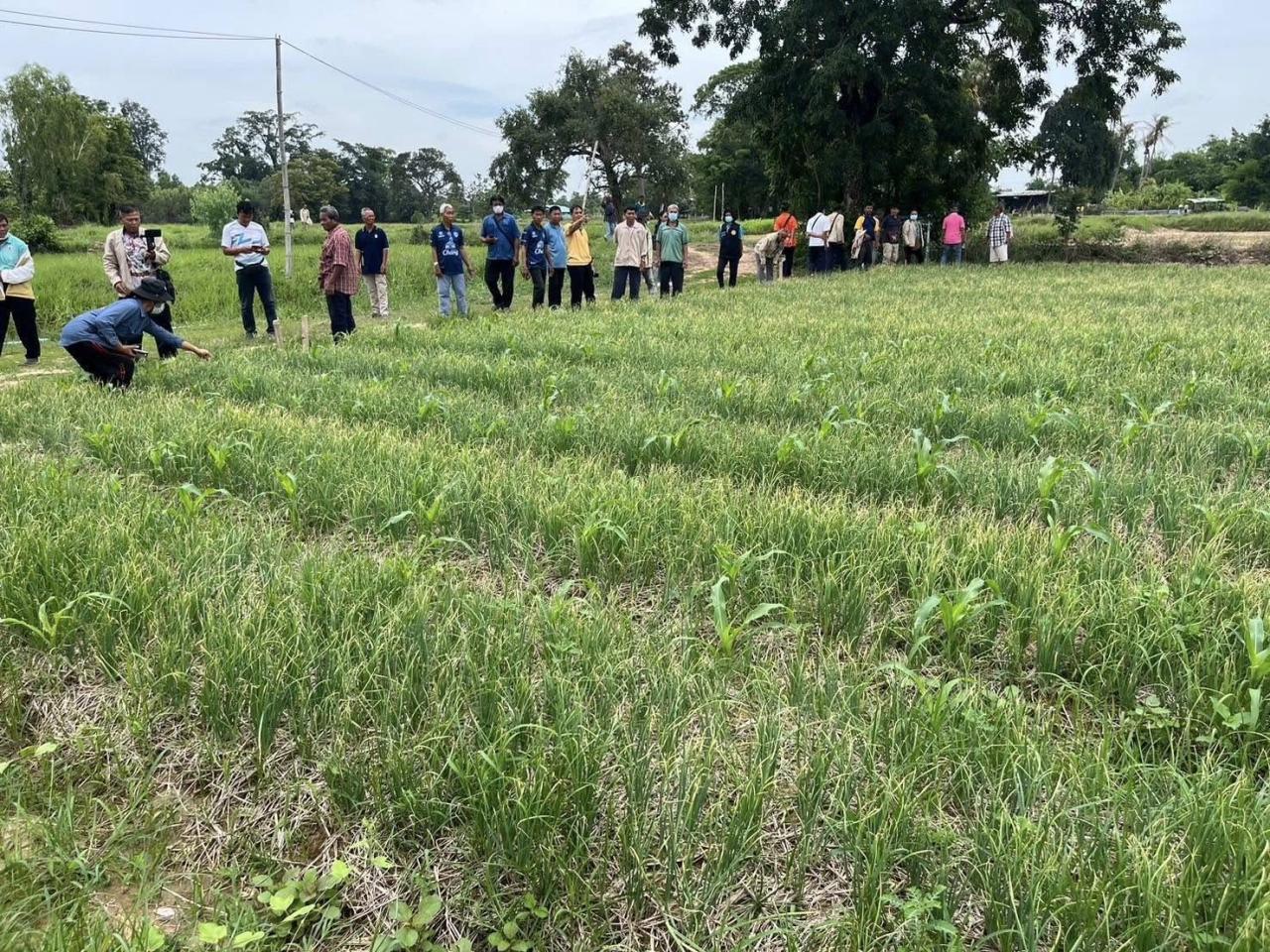 ภาพประกอบที่ 0