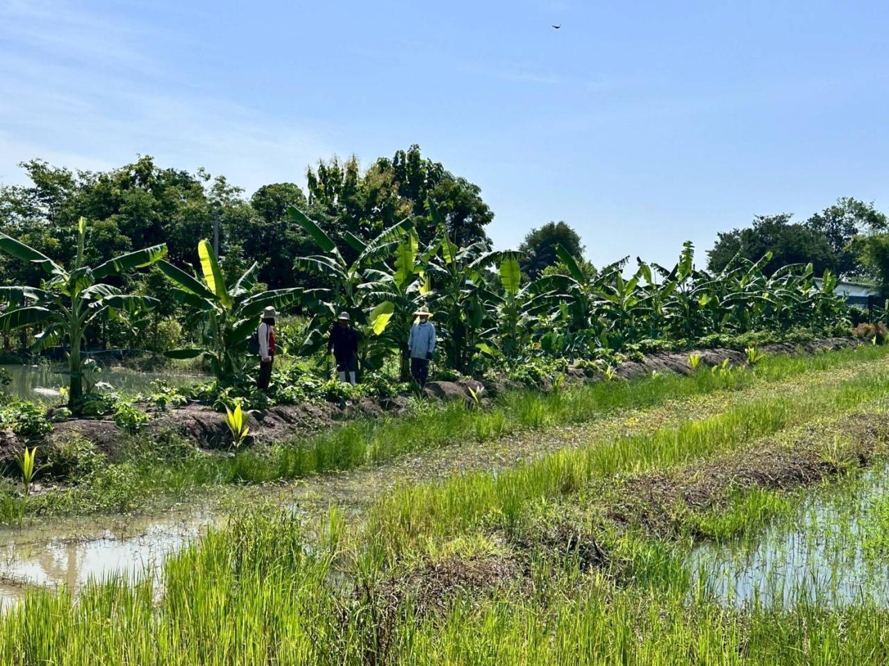 ภาพประกอบที่ 3