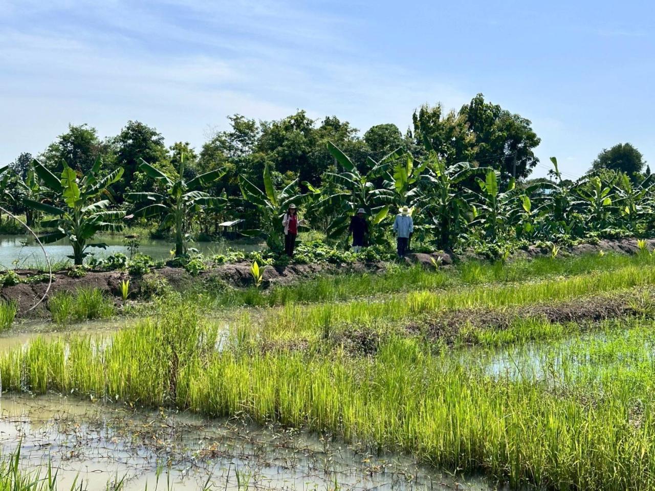 ภาพประกอบที่ 12