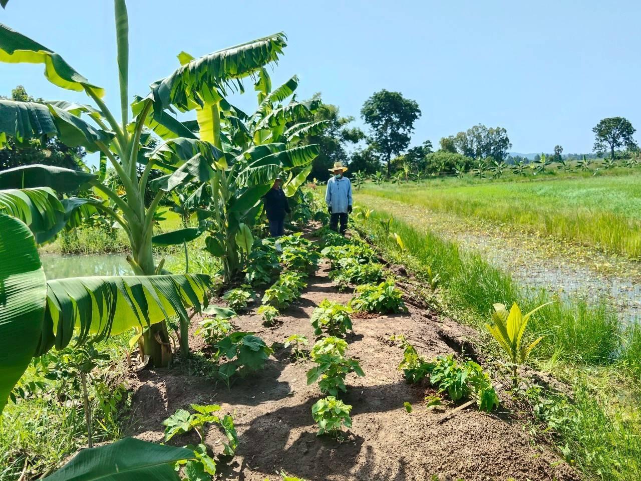 ภาพประกอบที่ 14