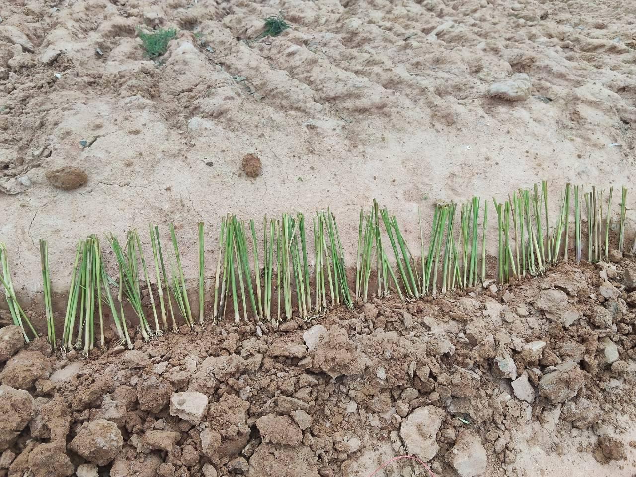 ภาพประกอบที่ 11