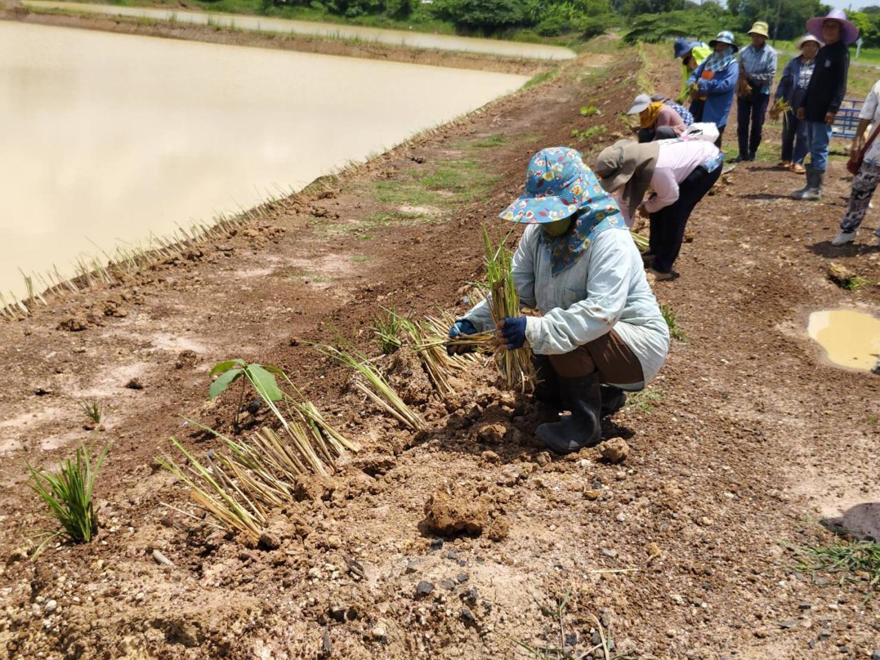 ภาพประกอบที่ 7