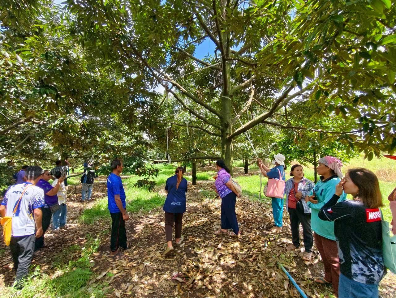 ภาพประกอบที่ 8