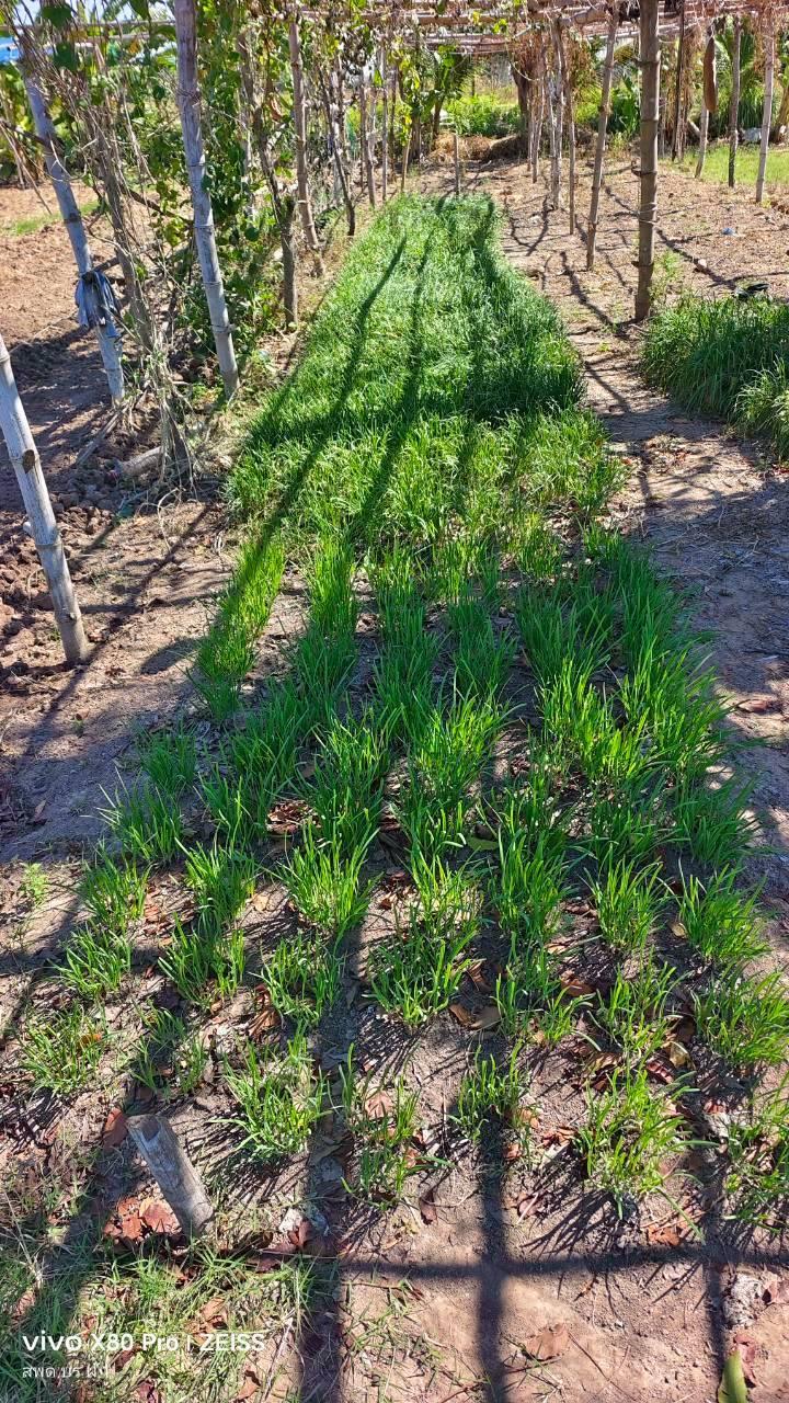 ภาพประกอบที่ 16