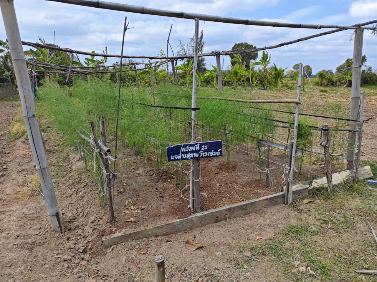 ภาพประกอบที่ 17