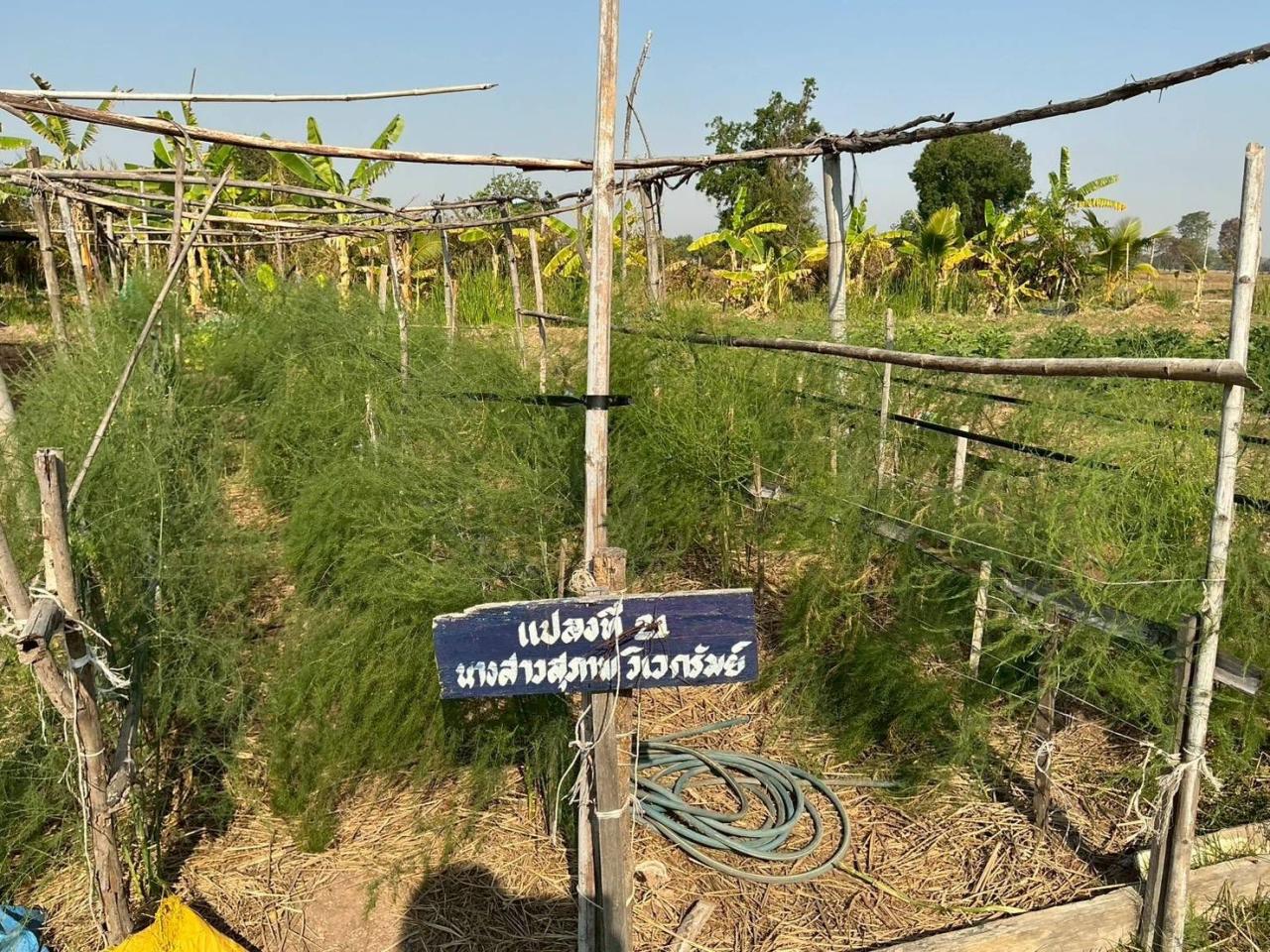 ภาพประกอบที่ 11