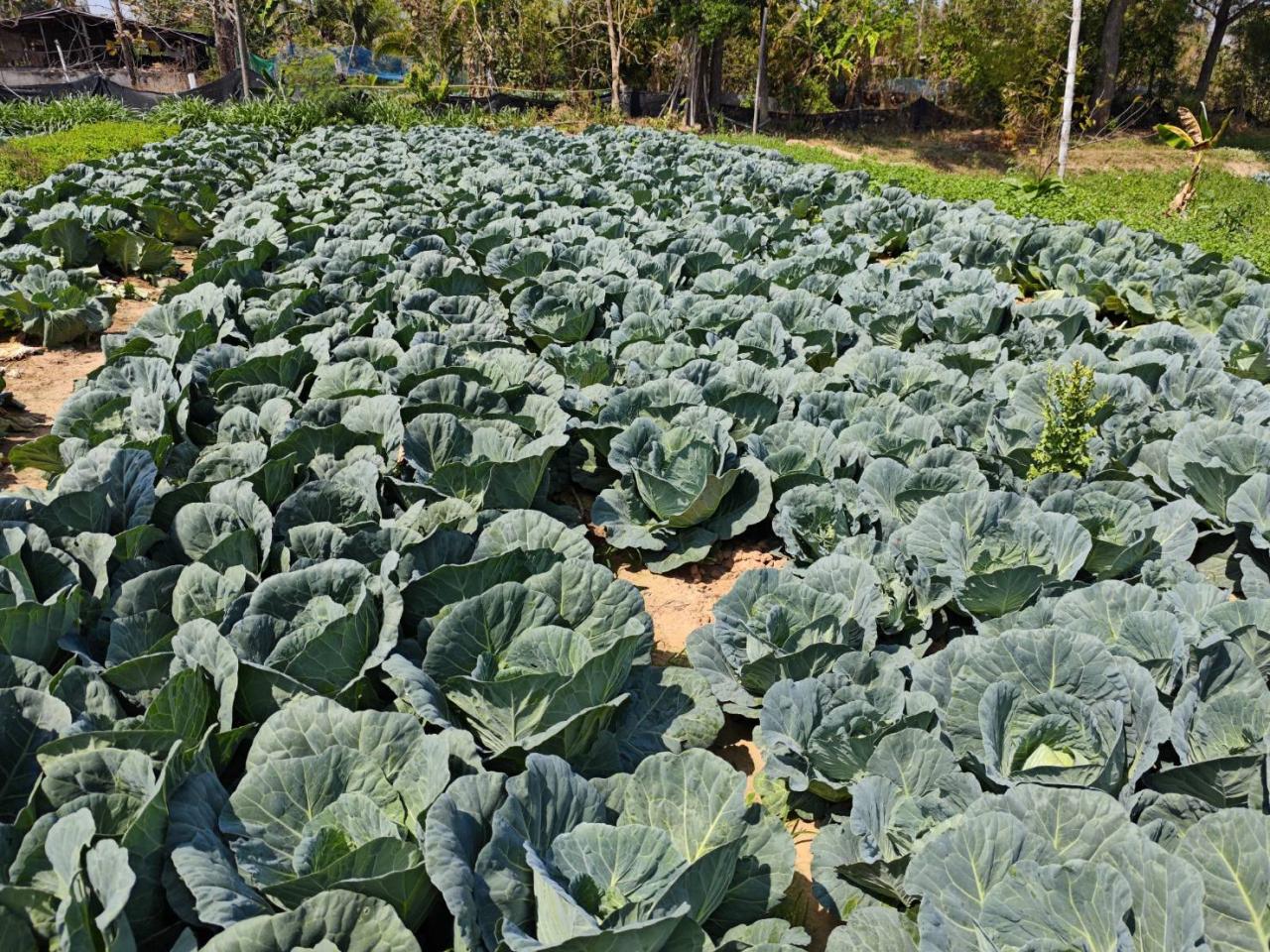 ภาพประกอบที่ 13