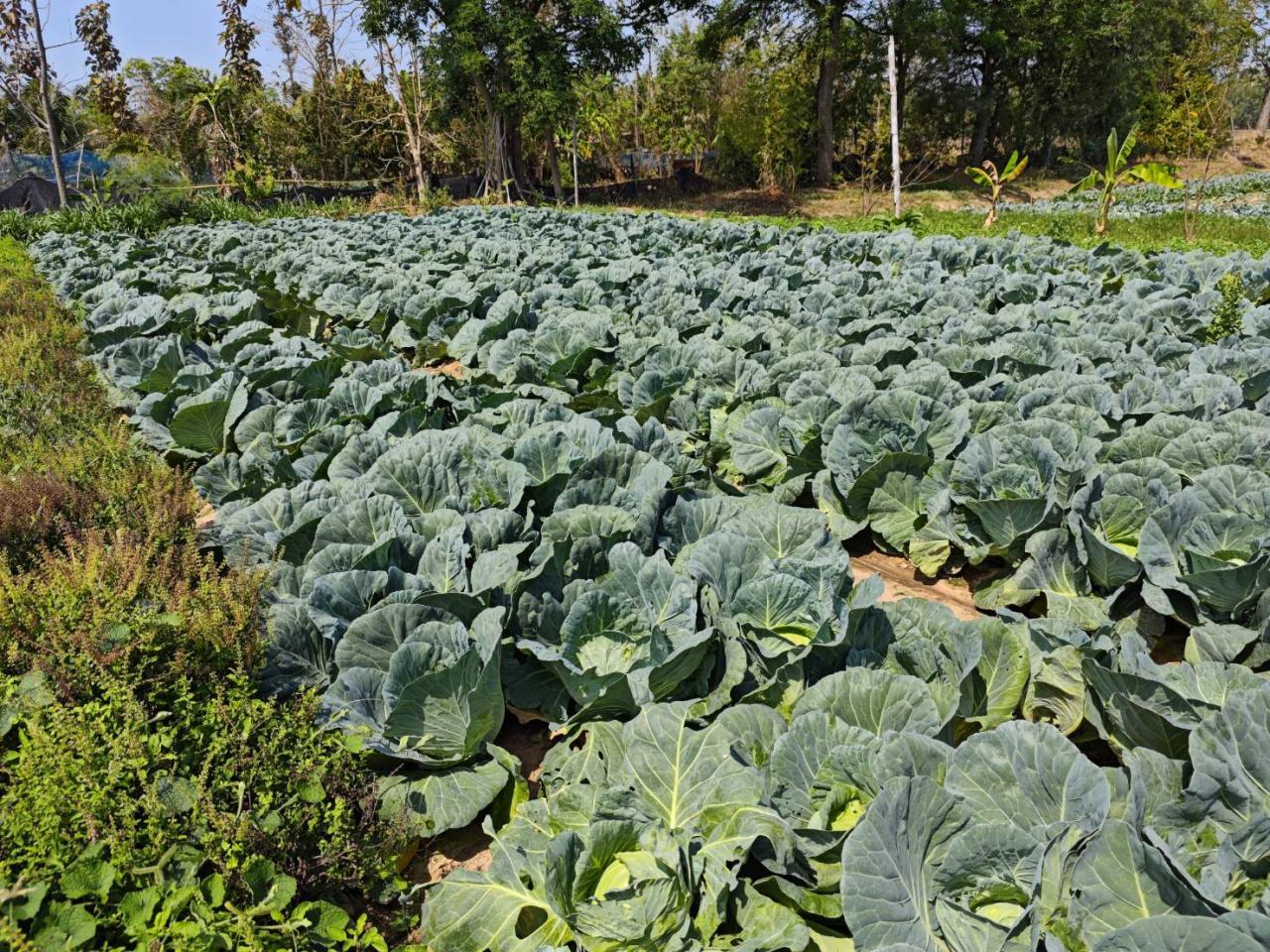 ภาพประกอบที่ 15