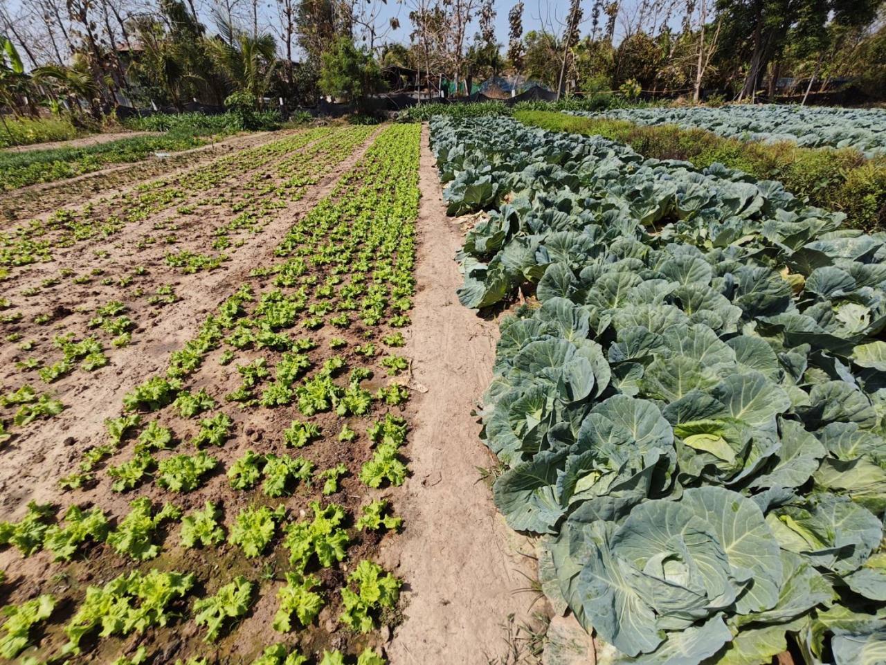 ภาพประกอบที่ 17