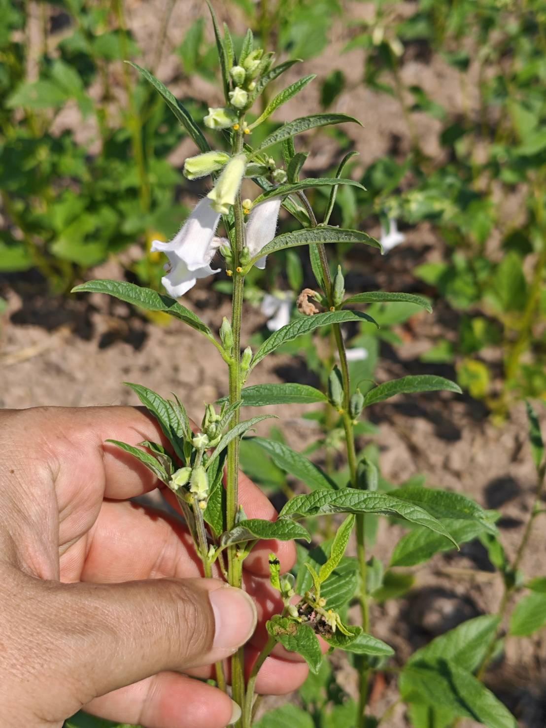 ภาพประกอบที่ 10