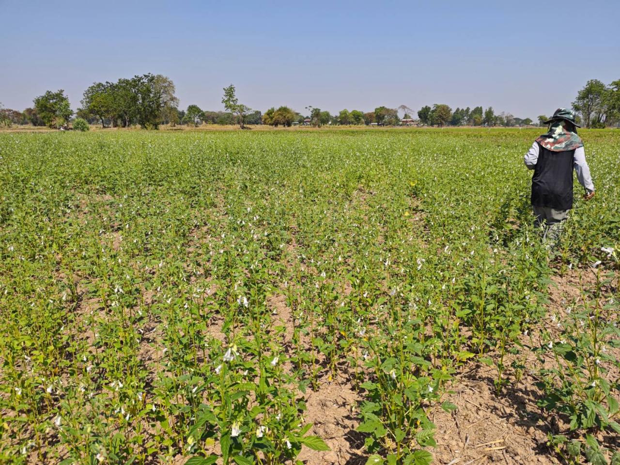 ภาพประกอบที่ 11
