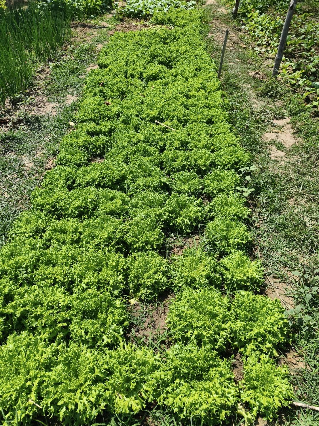 ภาพประกอบที่ 22