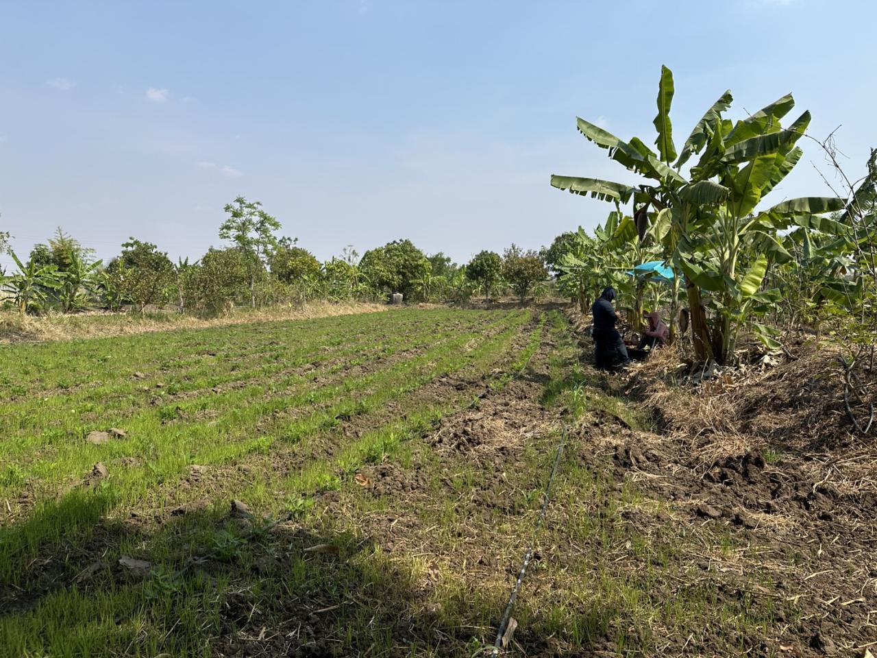 ภาพประกอบที่ 15