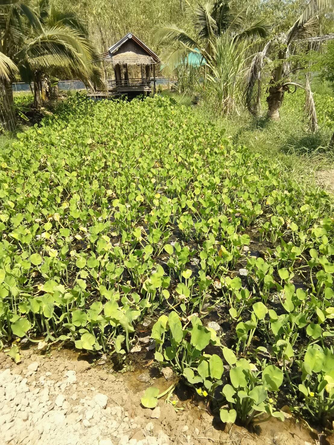 ภาพประกอบที่ 0