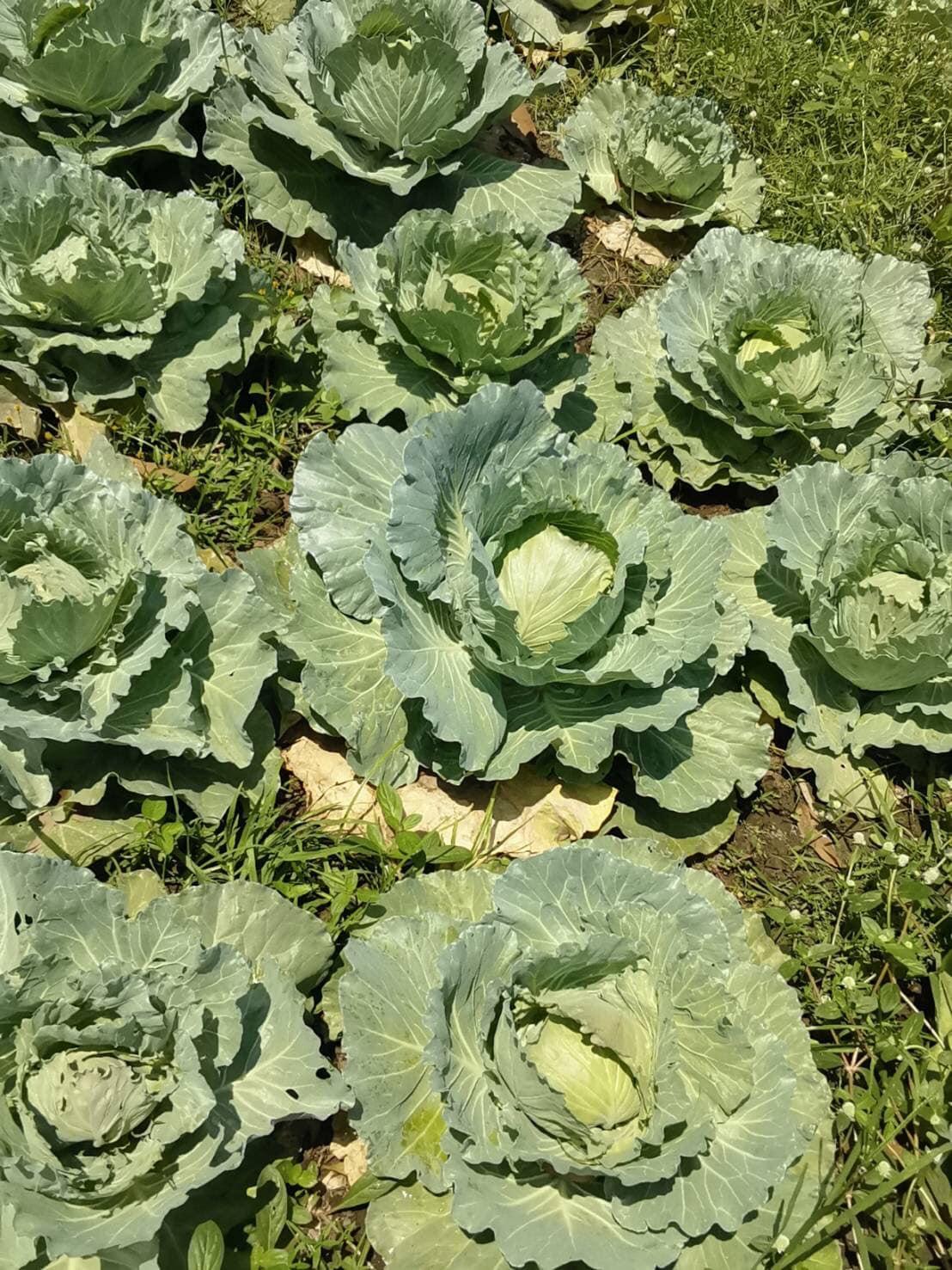 ภาพประกอบที่ 8