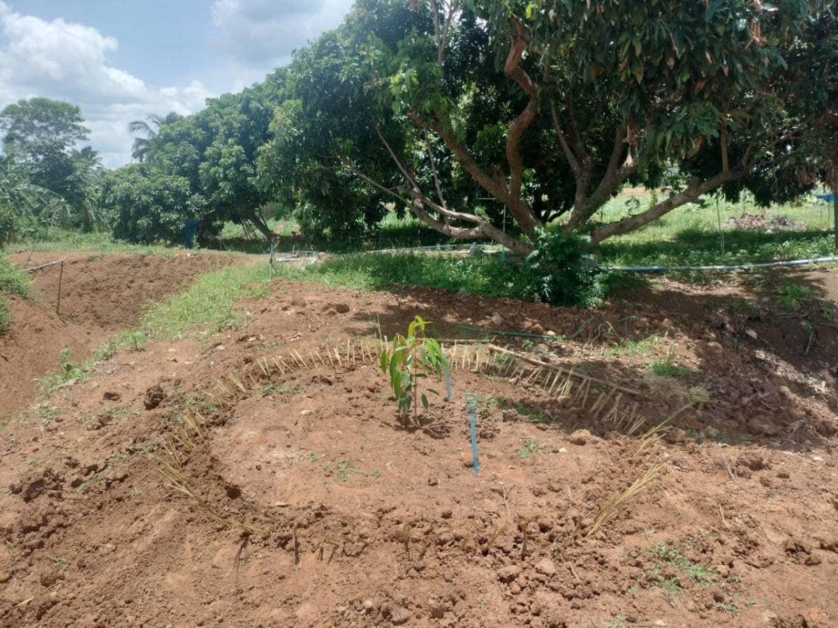 ภาพประกอบที่ 15