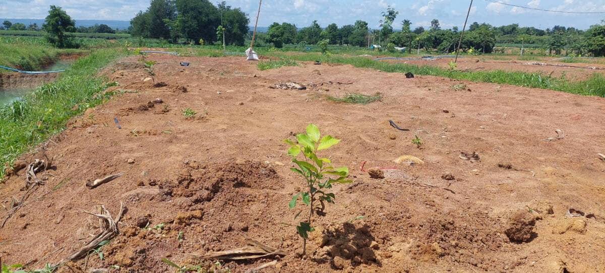 ภาพประกอบที่ 19