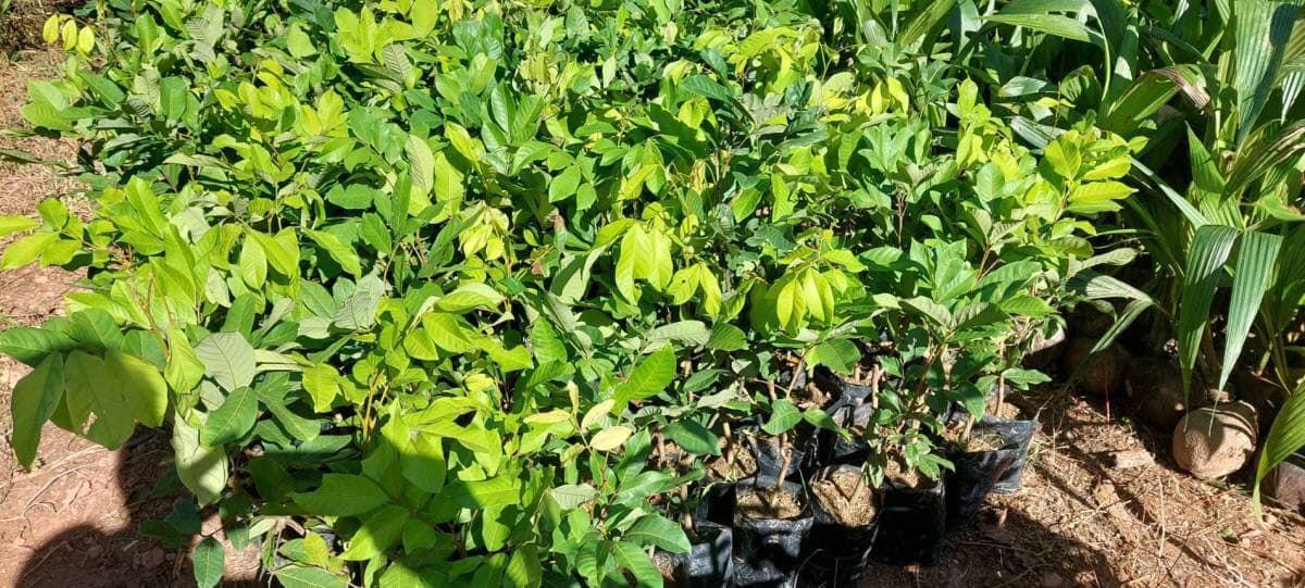 ภาพประกอบที่ 41