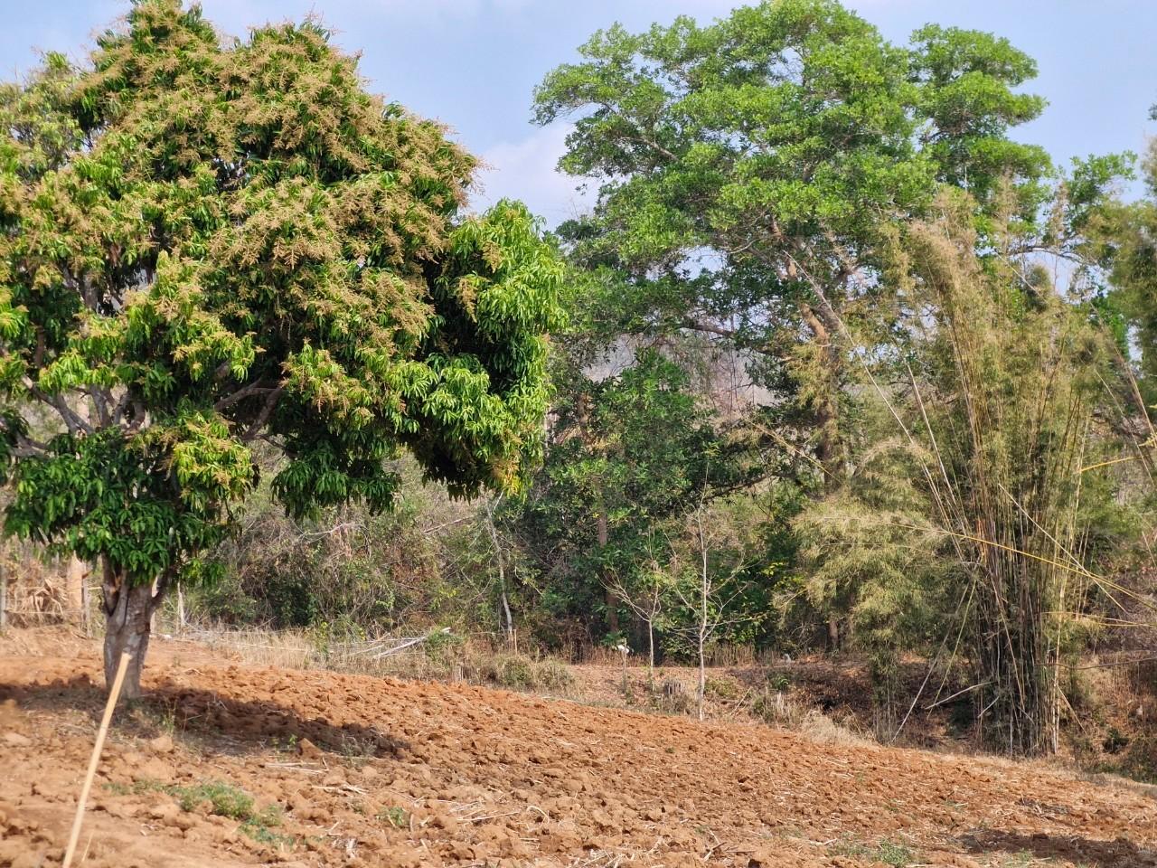 ภาพประกอบที่ 17