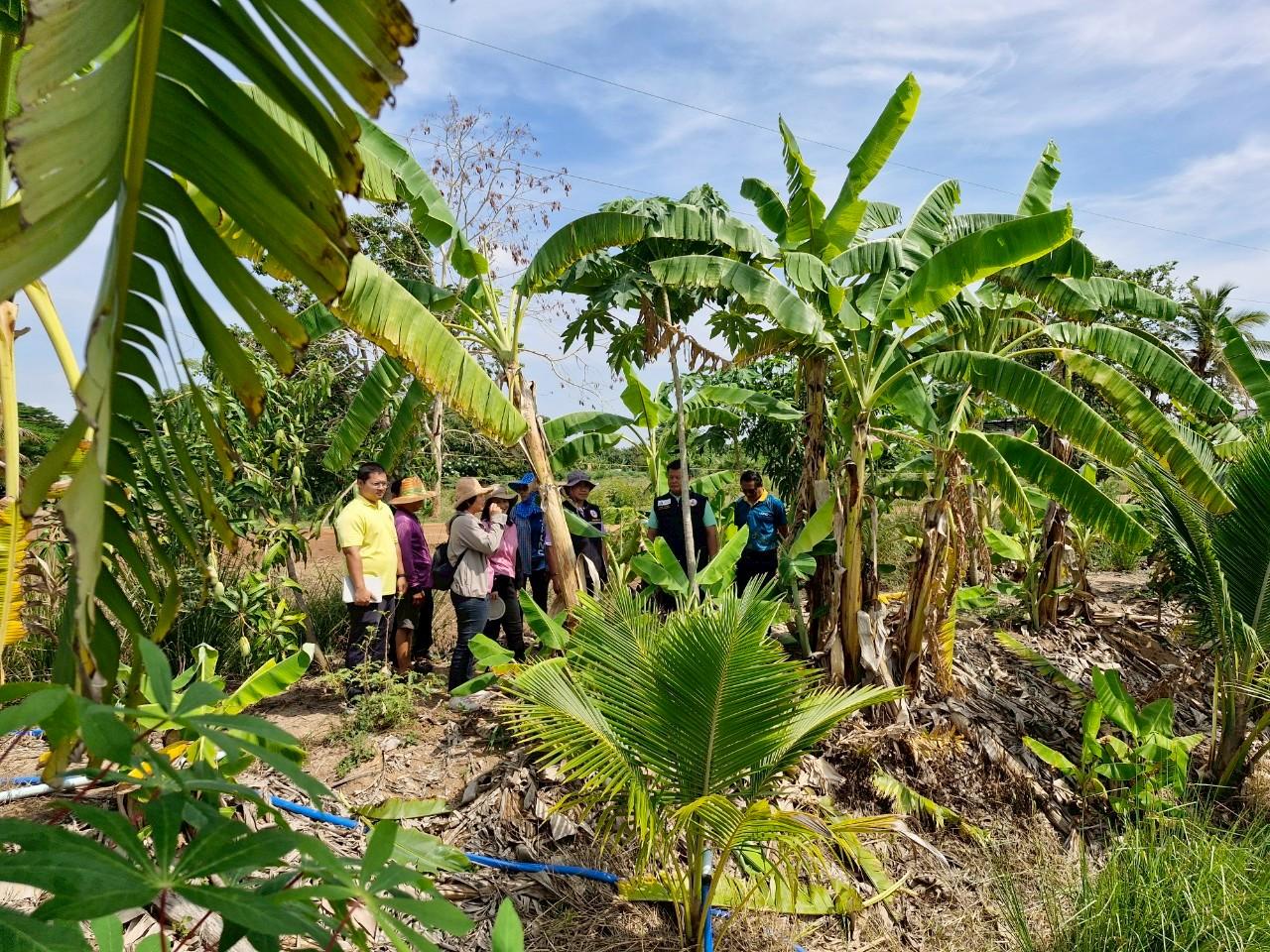 ภาพประกอบที่ 11