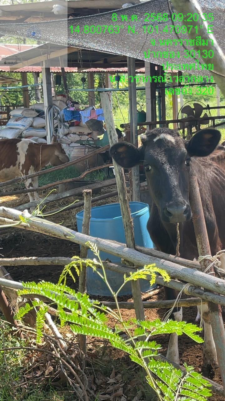 ภาพประกอบที่ 12