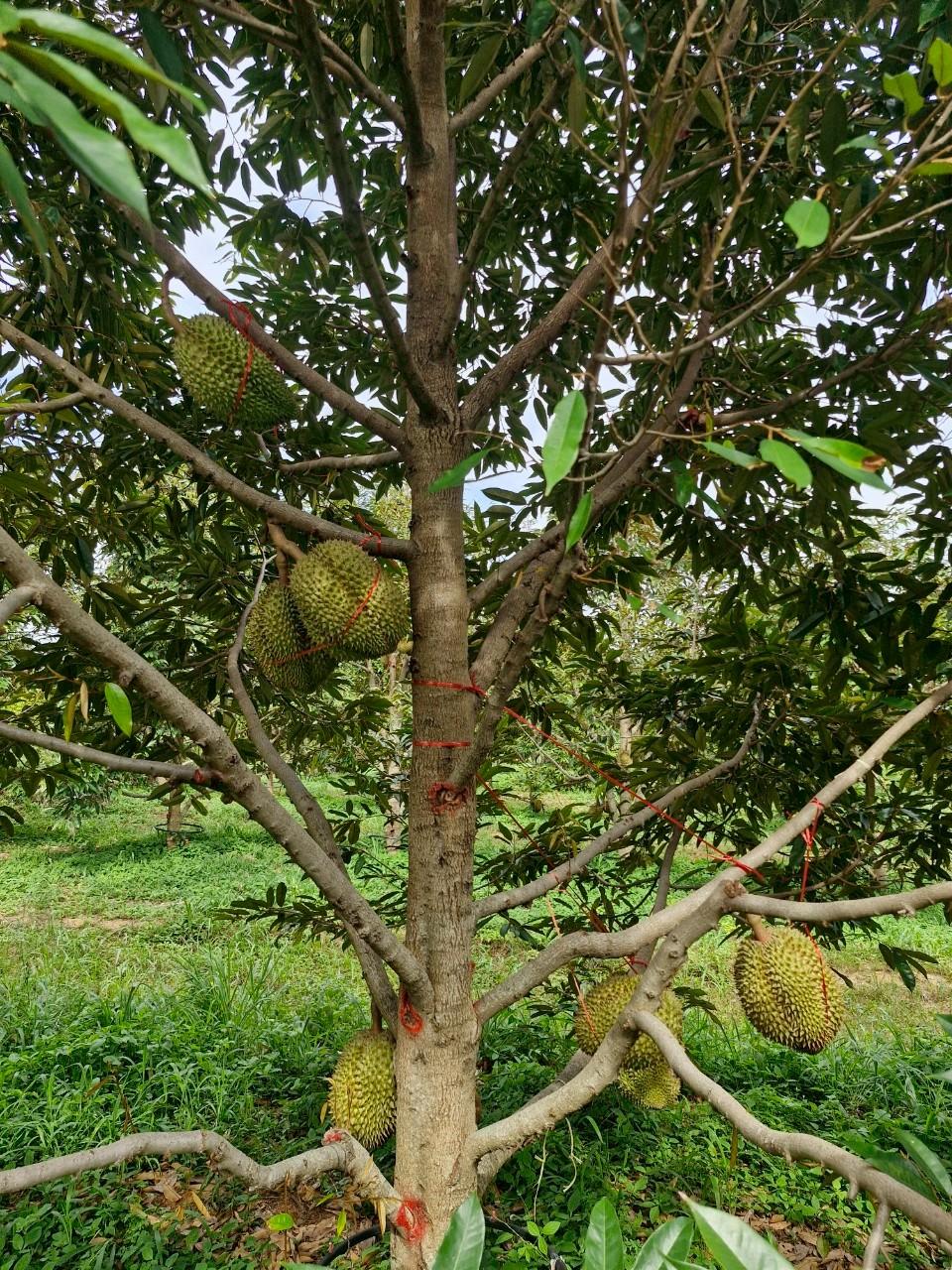 ภาพประกอบที่ 15