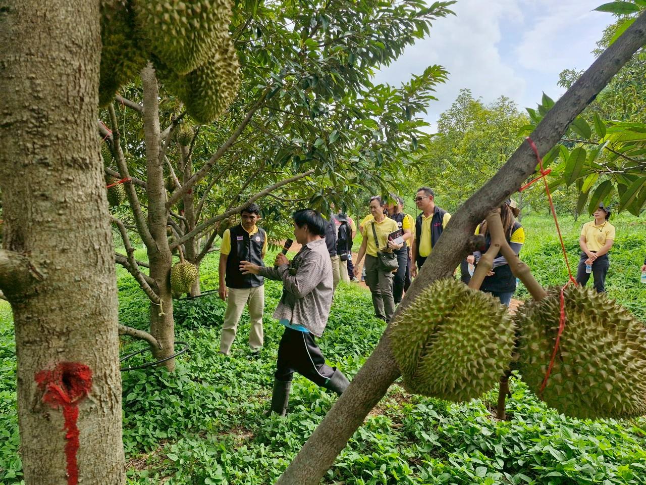 ภาพประกอบที่ 19