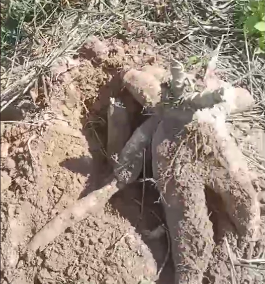 ภาพประกอบที่ 0