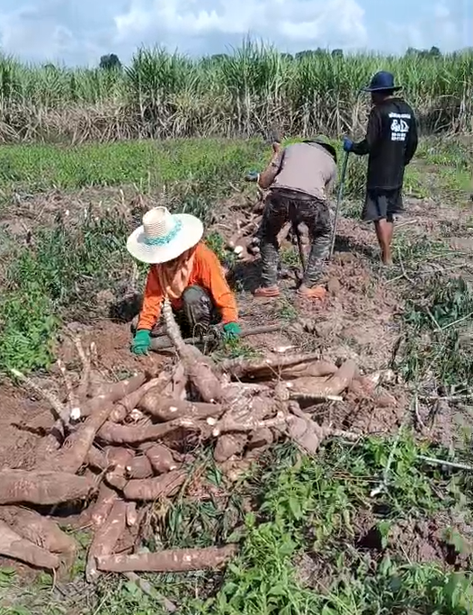 ภาพประกอบที่ 4