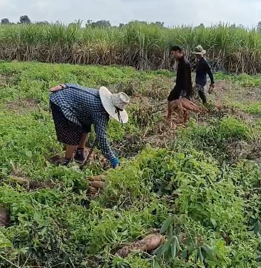 ภาพประกอบที่ 5