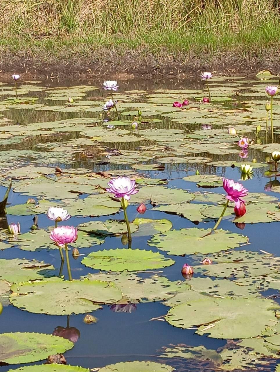 ภาพประกอบที่ 4
