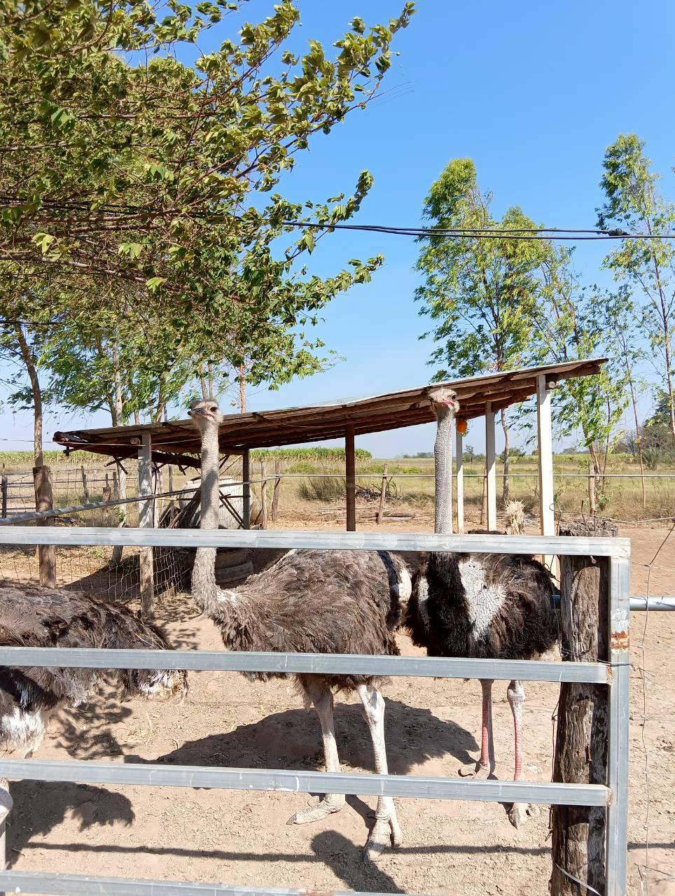 ภาพประกอบที่ 5