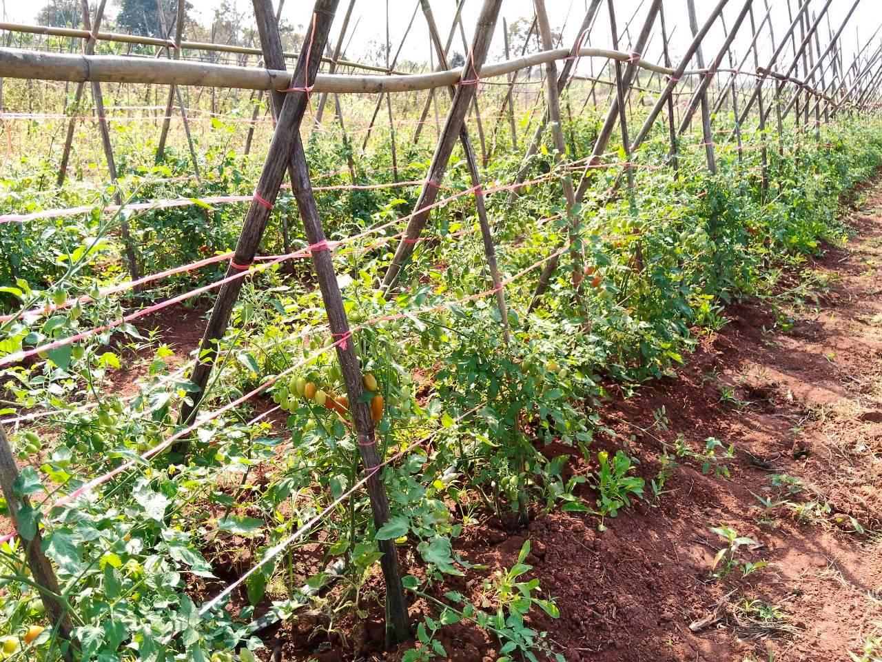 ภาพประกอบที่ 6