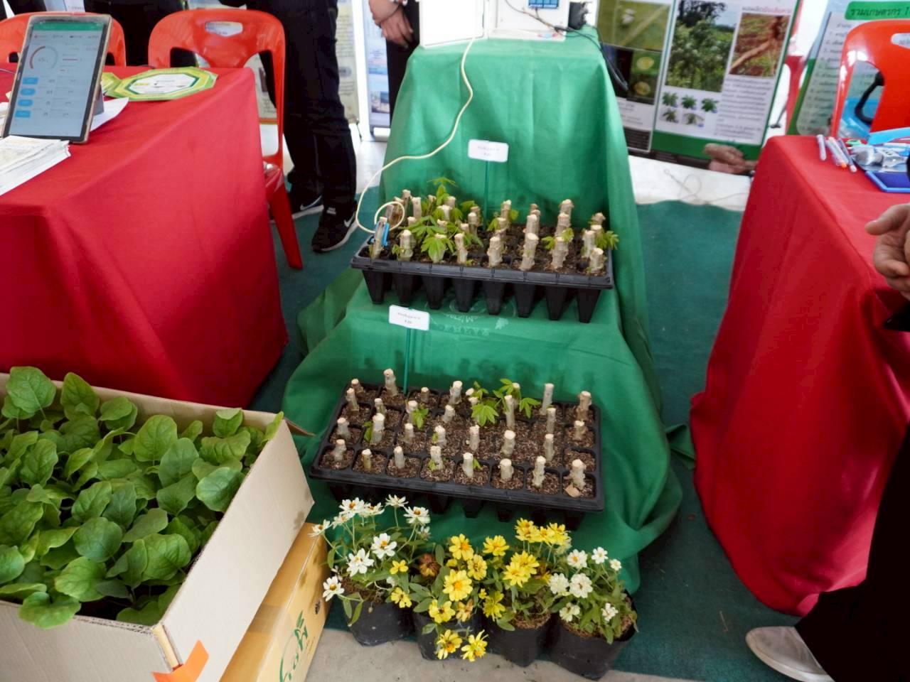 ภาพประกอบที่ 11