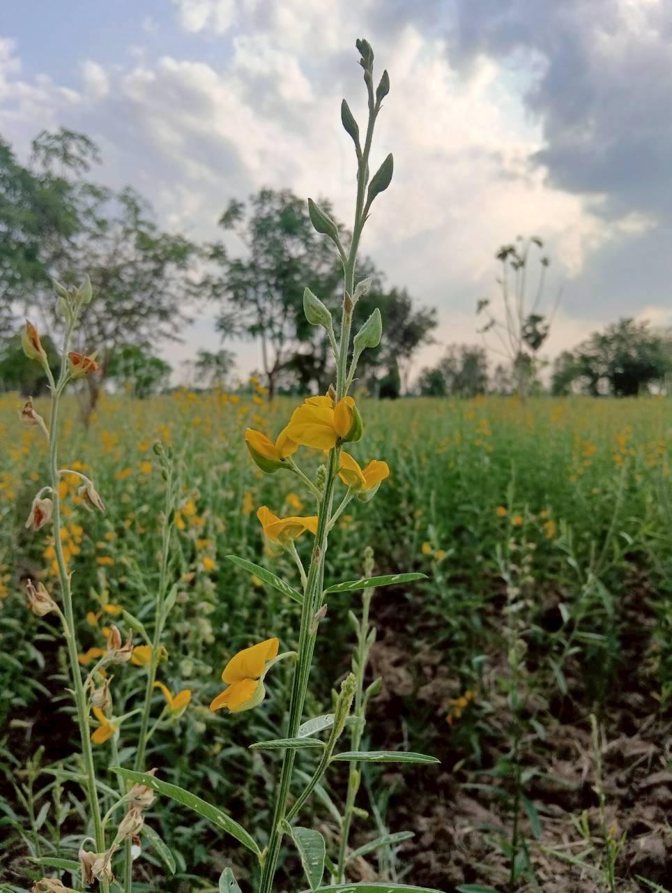 ภาพประกอบที่ 6