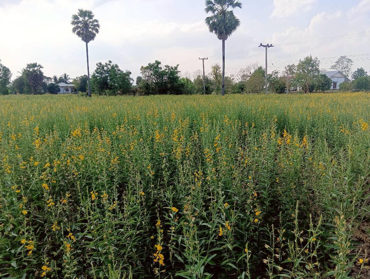 ภาพประกอบที่ 7