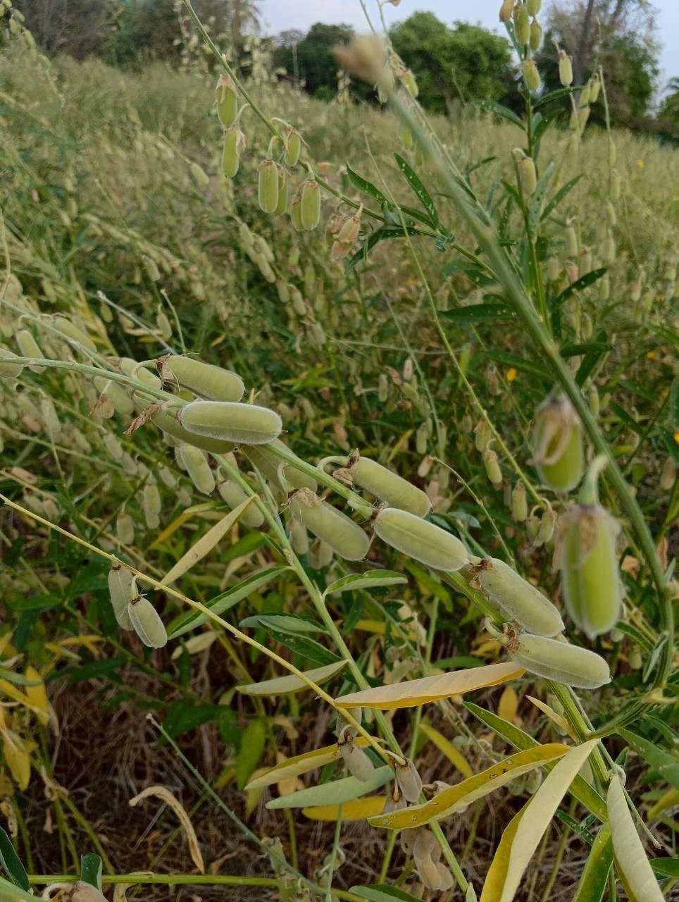 ภาพประกอบที่ 8