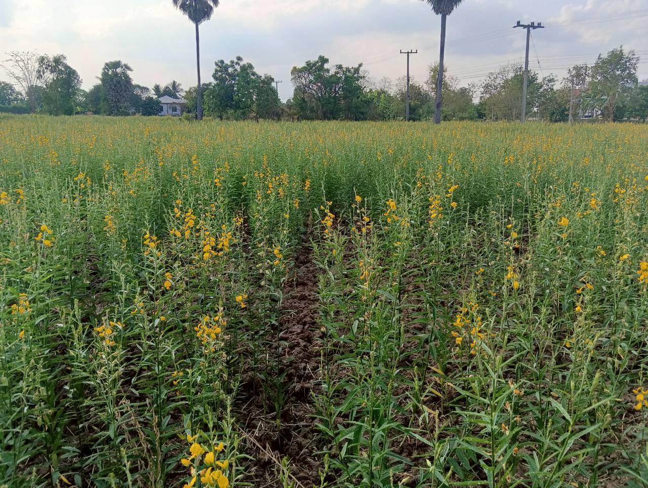 ภาพประกอบที่ 9