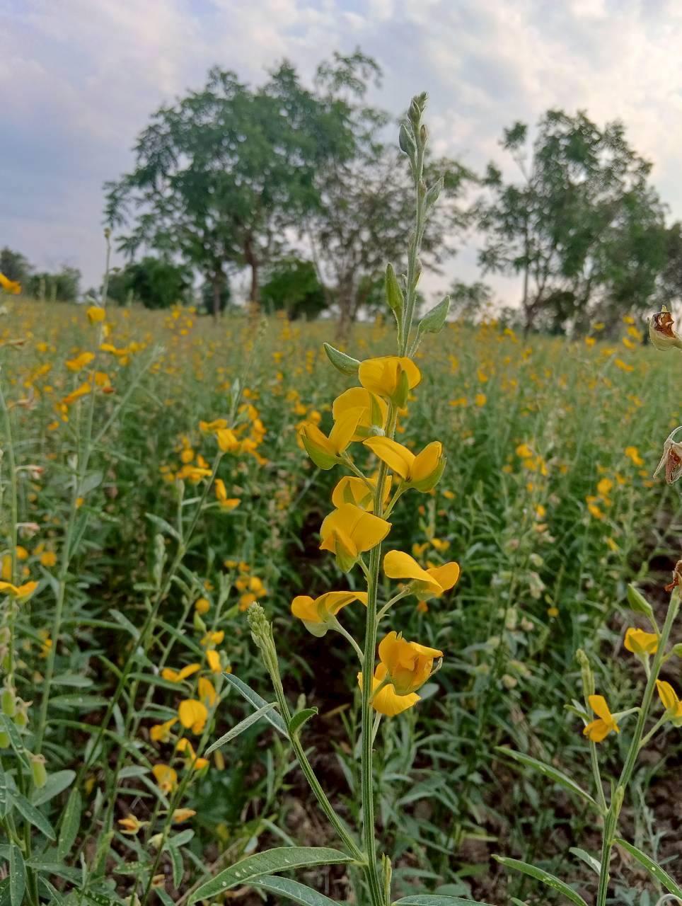 ภาพประกอบที่ 12