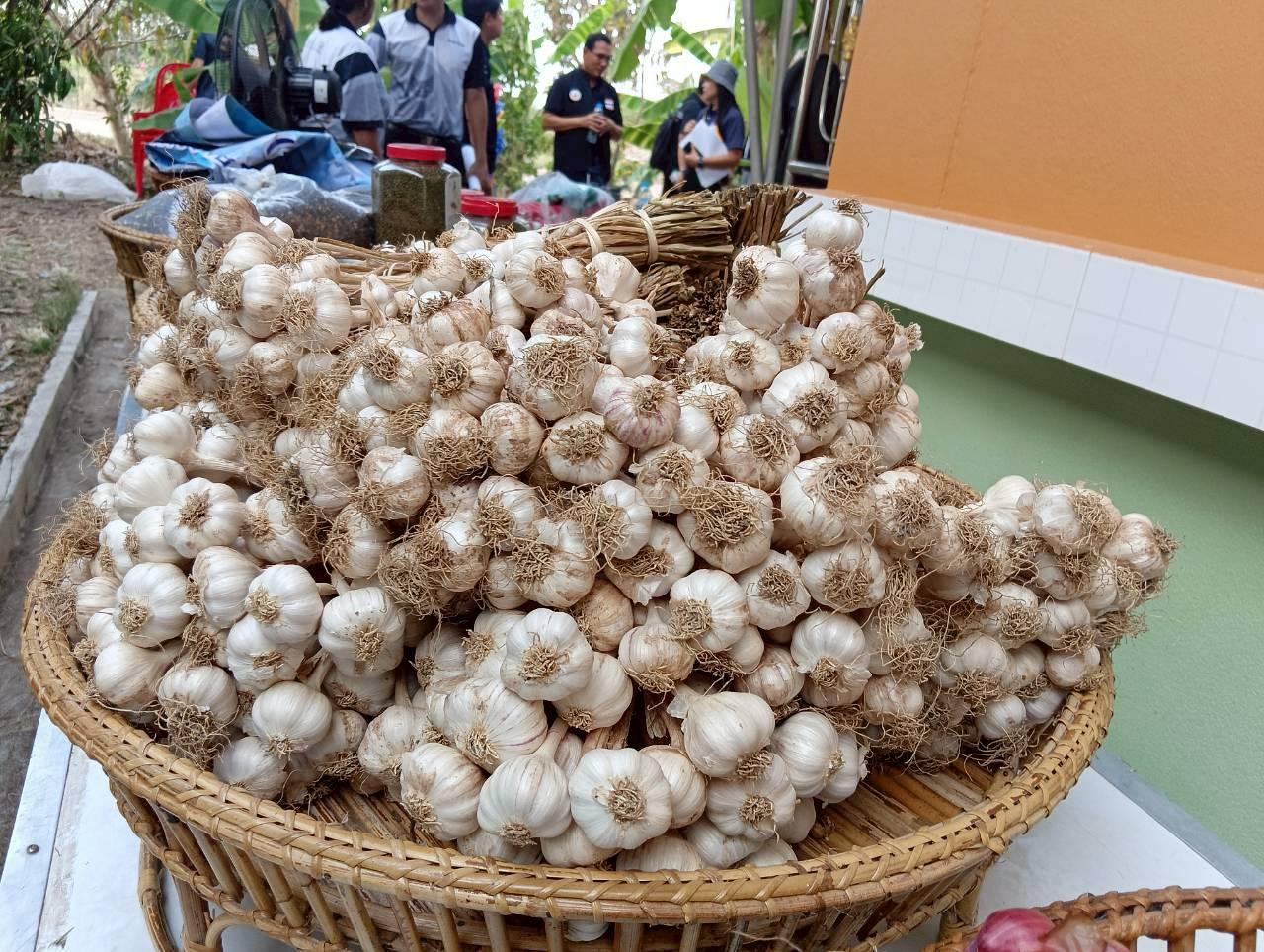 ภาพประกอบที่ 13