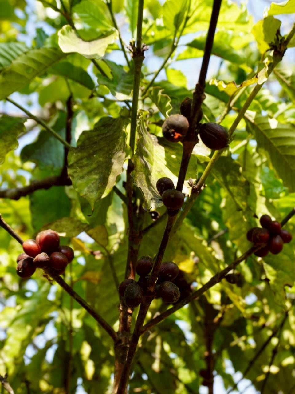 ภาพประกอบที่ 23