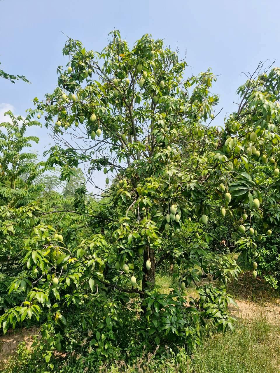 ภาพประกอบที่ 6