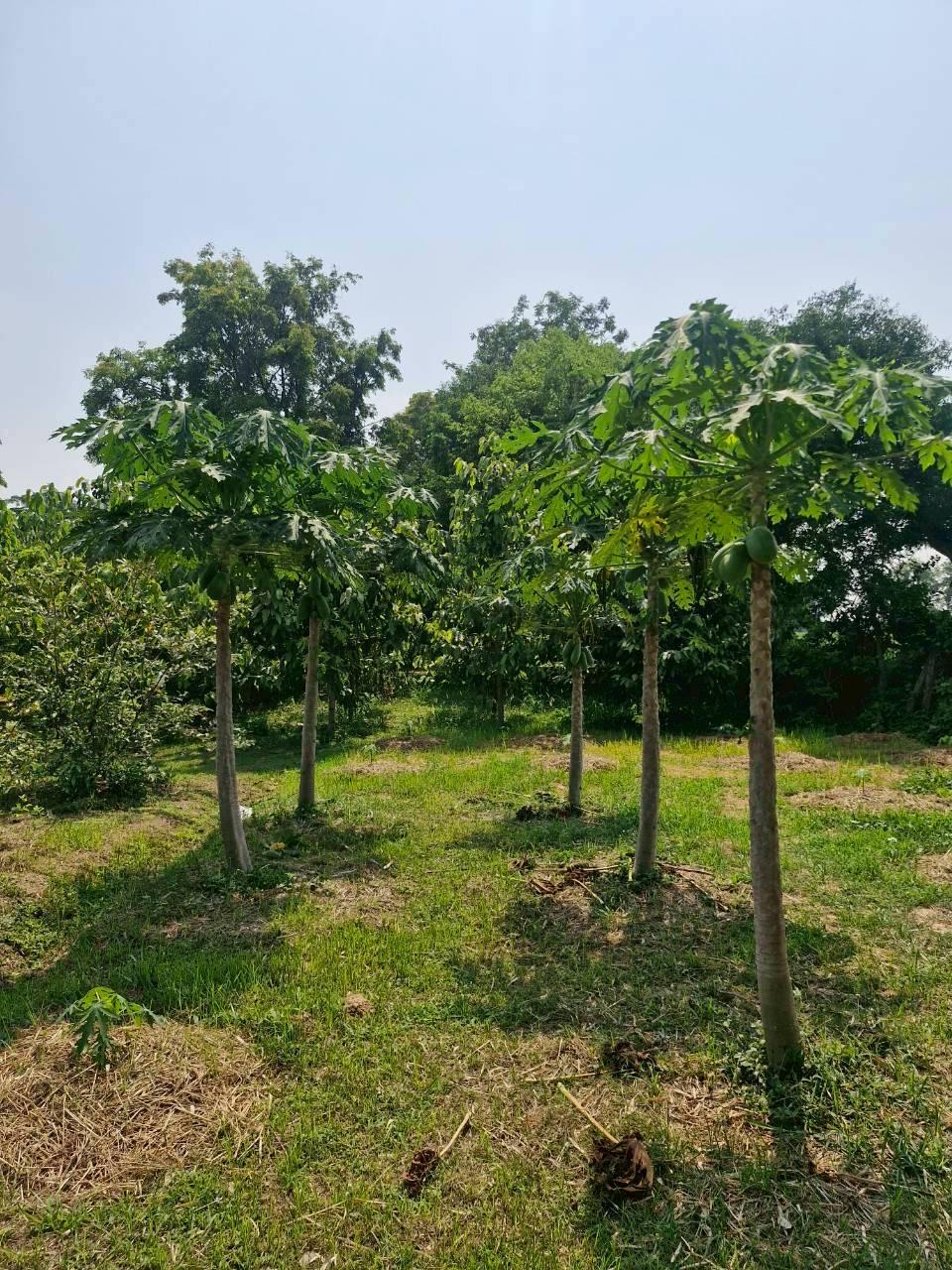 ภาพประกอบที่ 8