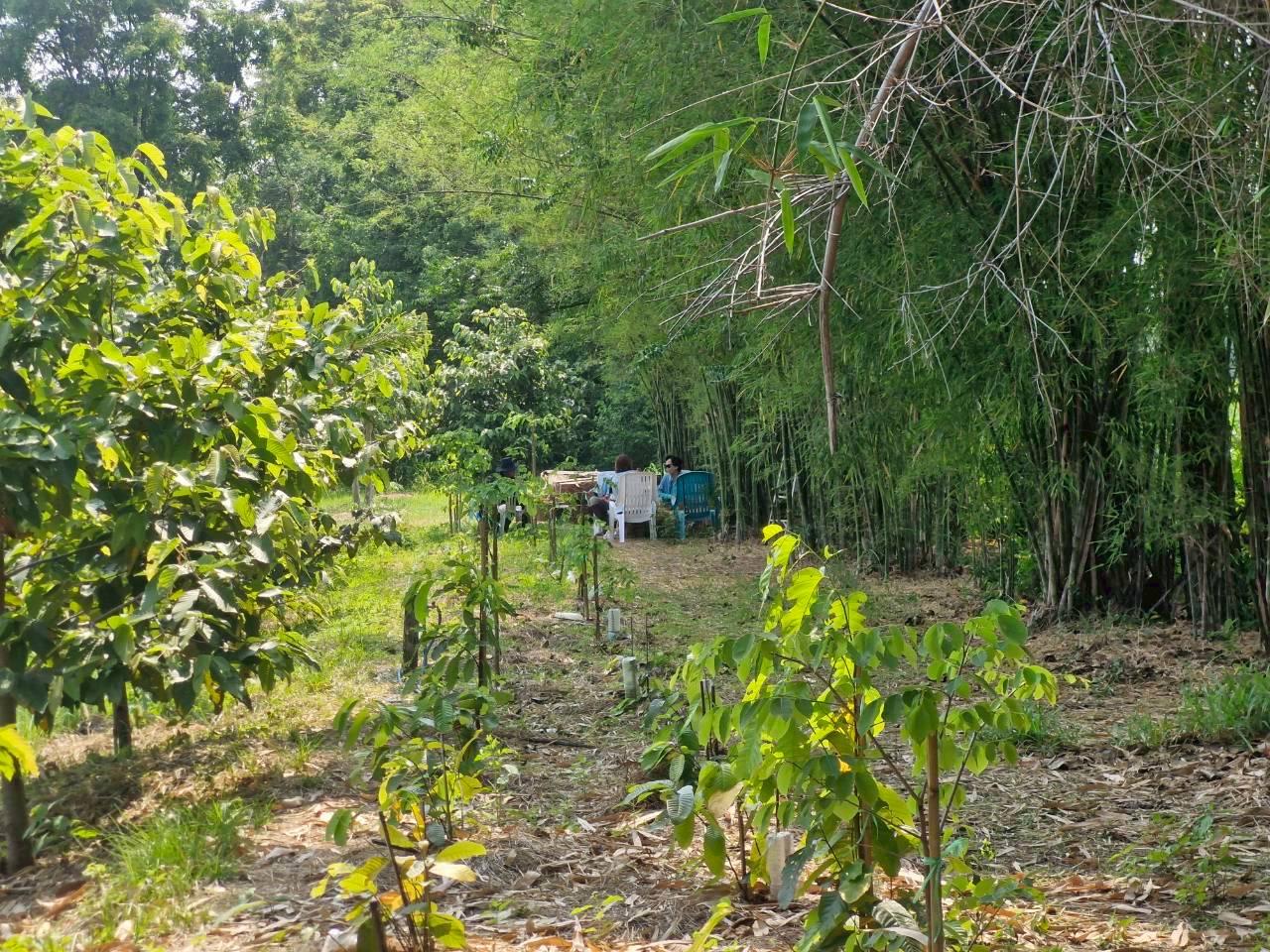 ภาพประกอบที่ 11