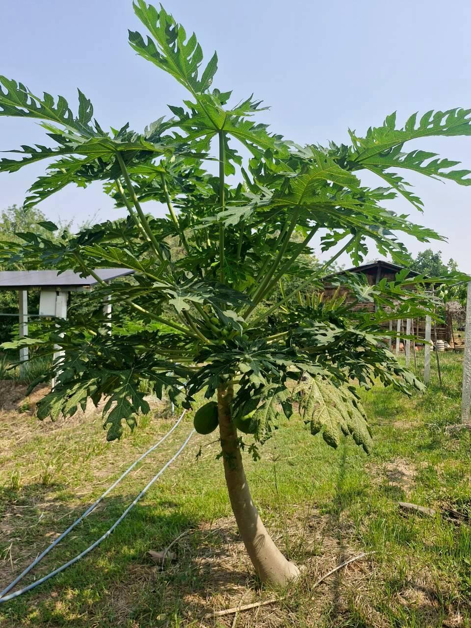 ภาพประกอบที่ 15