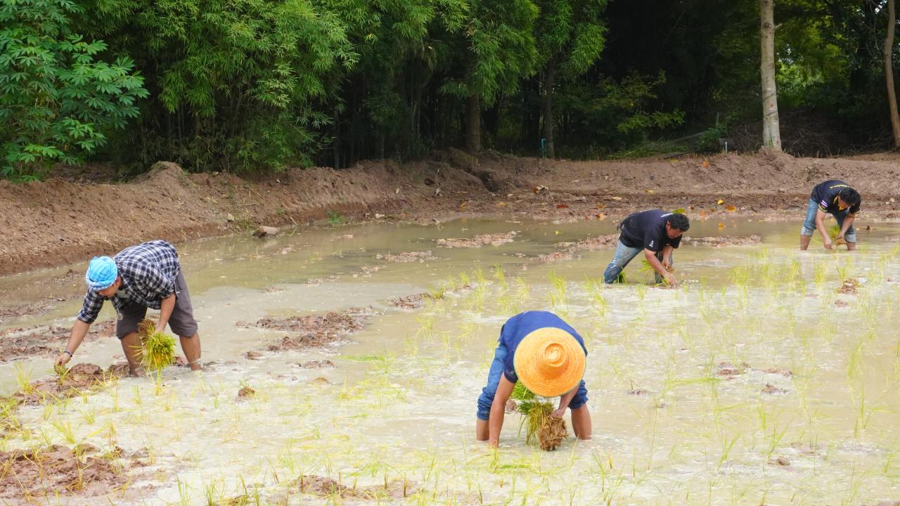 ภาพประกอบที่ 13