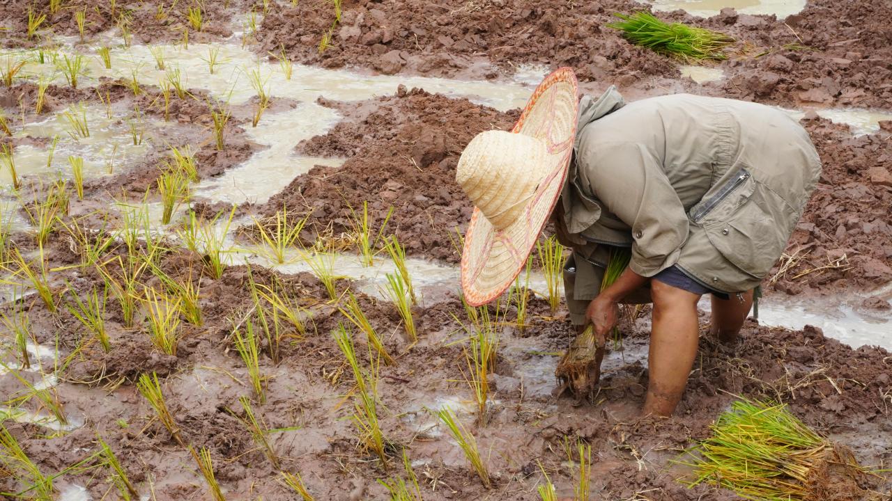 ภาพประกอบที่ 12